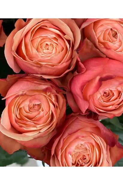 Rosa Kahala з абрикосово-рожевими пелюстками